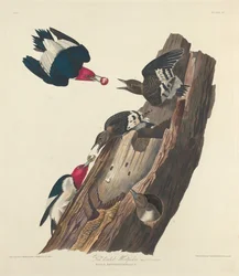 Rotkopf-Specht, 1828