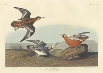 Rotschenkel, 1835