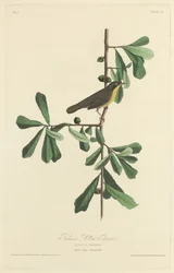 Roscoes Gelbkehlchen, 1827