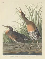 Salzwassersumpfhuhn, 1834