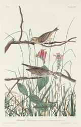 Savannenammer, 1831