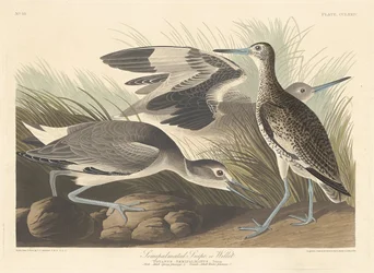 Halbpalmiertes Schnepfen oder Willet
