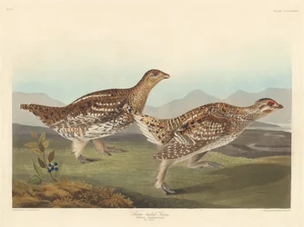 Spitzschwanzhuhn, 1837