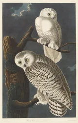 Schneeeule, 1831