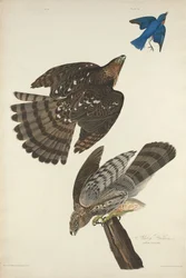 Stanley Hawk, 1828