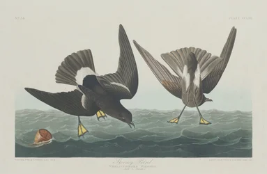Sturmschwalbe, 1835