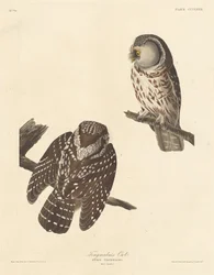 Tengmalms Eule, 1837