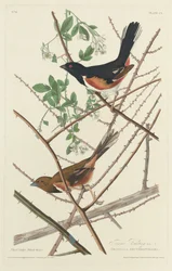 Towee Ammer, 1828