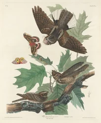 Whip-poor-will, 1830
