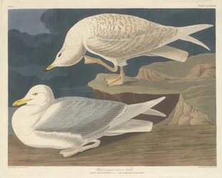 Weißflügelige Silbermöwe, 1835