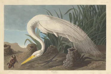 Weißer Reiher, 1837