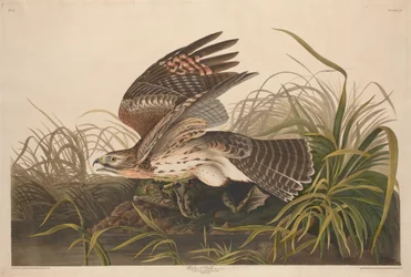 Winterfalke, 1829