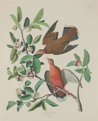 Zenaida-Taube, 1833