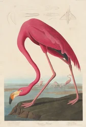 Amerikanischer Flamingo