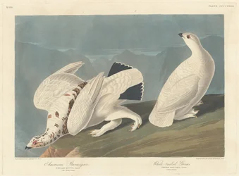 Amerikanisches Alpenschneehuhn und Weißschwanz-Schneehuhn