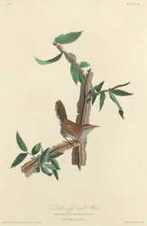 Bewicks Langschwanzzaunkönig