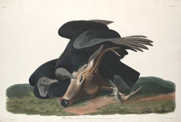 Rabengeier