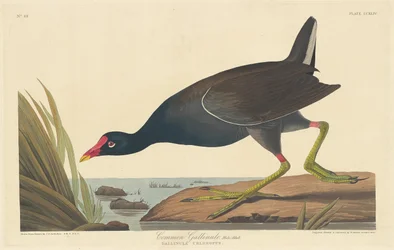 Teichhuhn