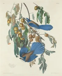 Florida-Häher