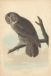 Große Graueule