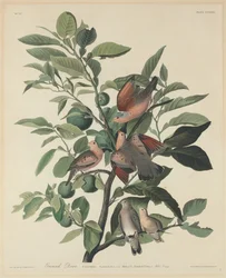 Bodentaube