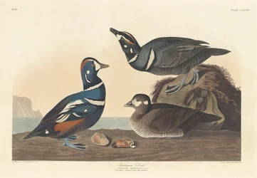 Harlekinente