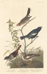 Lerchenfink, Präriefink und Brauner Singammer