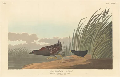 Zwergwasserhuhn