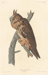 Waldohreule