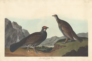 Langschwanz- oder Dunkelgrouse