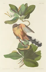 Mangrovenkuckuck