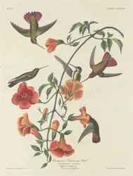 Mangrovenkolibri