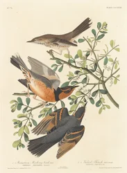 Bergspottdrossel und bunter Drossel