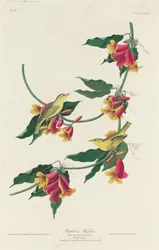 Rathbone-Waldsänger