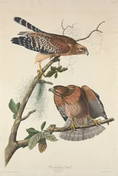 Rotschulterbussard