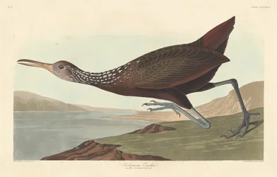 Scolopaceus Courlan