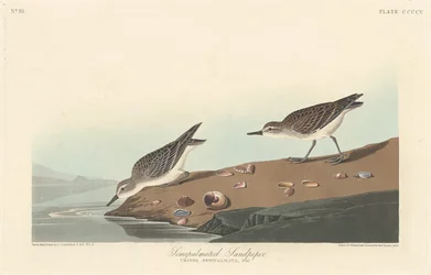 Halbpalmenstrandläufer
