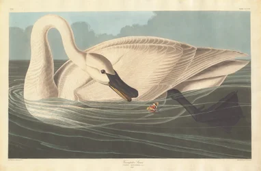Trompeterschwan