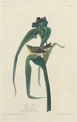 Vigorsvireo