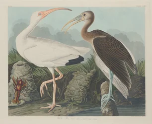 Weißer Ibis