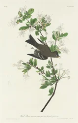Wald-Phoebe