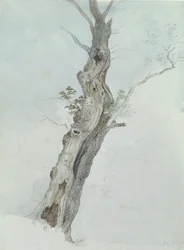 Baumstudie, ca. 1800-05