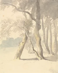 Waldstudie