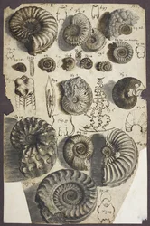 Schlangensteine (Ammoniten)