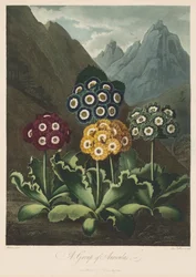 Der Tempel der Flora oder Garten der Natur: Eine Gruppe von Aurikeln