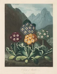Der Tempel der Flora, oder Garten der Natur: Eine Gruppe von Aurikeln