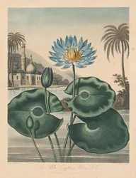 Der Tempel der Flora, oder Garten der Natur: Blaue ägyptische Seerose