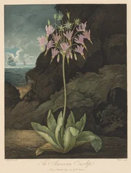 Der Tempel der Flora oder Garten der Natur: Die amerikanische Kuhschelle, 1801