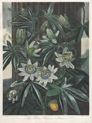 Der Tempel der Flora oder Garten der Natur: Die Blaue Passionsblume