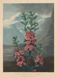 Der Tempel der Flora oder Garten der Natur: Die schmalblättrige Kalmie, Berglorbeer, 1804